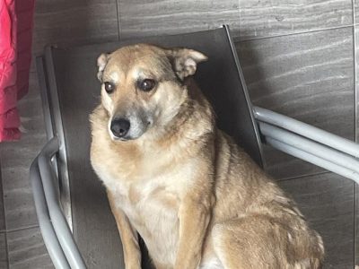 Cudowna Helcia, delikatna, wrażliwa sunia