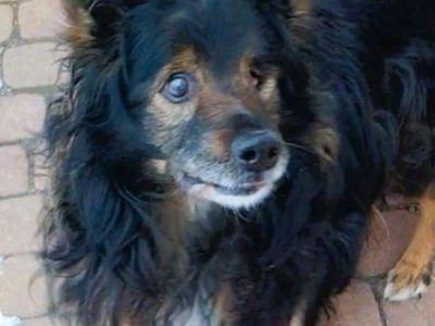 ROMUŚ - staruszek porzucony na opuszczonej posesji, ADOPTUJ