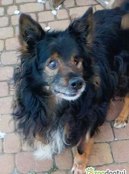 ROMUŚ - staruszek porzucony na opuszczonej posesji, ADOPTUJ