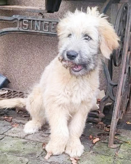 BETI - fantastyczna sunia szuka najlepszego domu