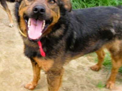 ZIUTEK - kochany psiak od roku czeka na dom