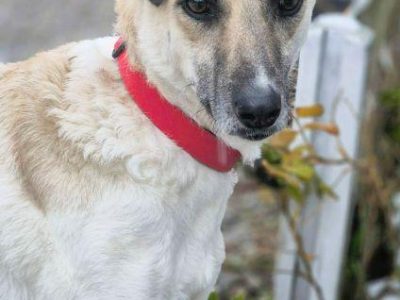 NOA - spragniona uwagi człowieka, kochana sunia szuka domu