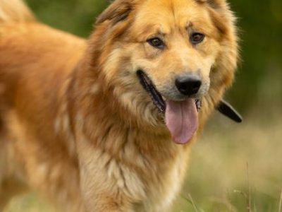 CYNAMON - piękny psiak szuka najlepszego domu