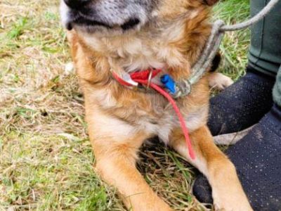 BARTUŚ - kompletnie nie radzi sobie za kratami, PILNA ADOPCJ