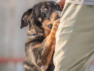 BULI - kochany, wyjątkowy psiak, skazany na samotność?