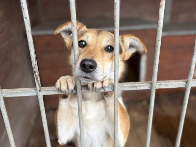 Kamel - delikatny, wesoły psiak szuka domu!