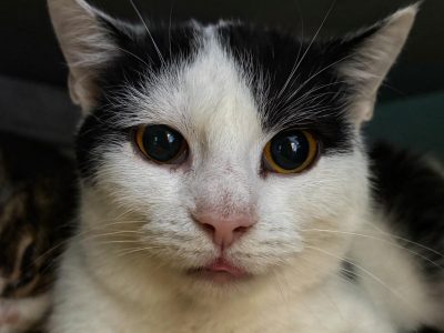 Lilo - kocia indywidualistka szuka domu!