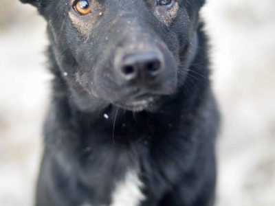 Marko - niekonfliktowy, wesoły psiak szuka domu!