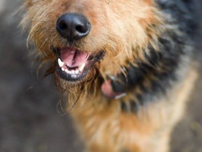 Wezyr - inteligentny psiak w typie terriera