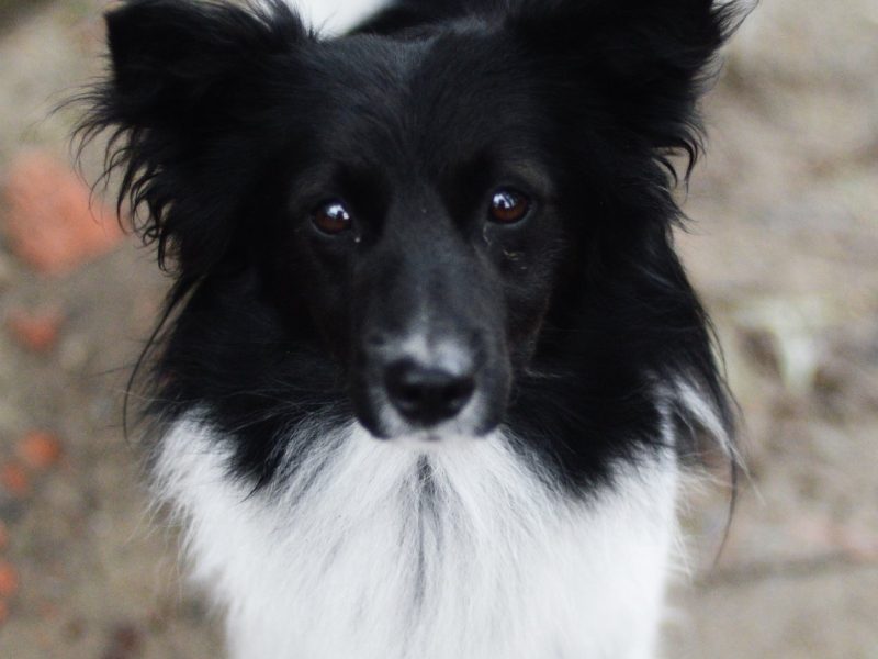 Pędzel - przecudny, niewielki psiak szuka domu!