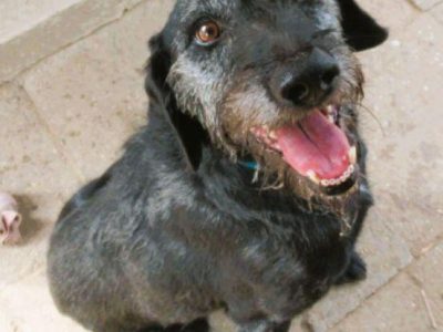 BRÓDKA - cudna sunia w typie mini wyżła szuka domu