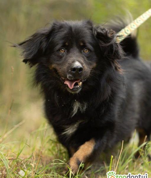 MORUSEK - cudowny psiak szuka najlepszego domu