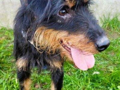 TERI - delikatny psiak w typie terriera za kratami, ADOPTUJ