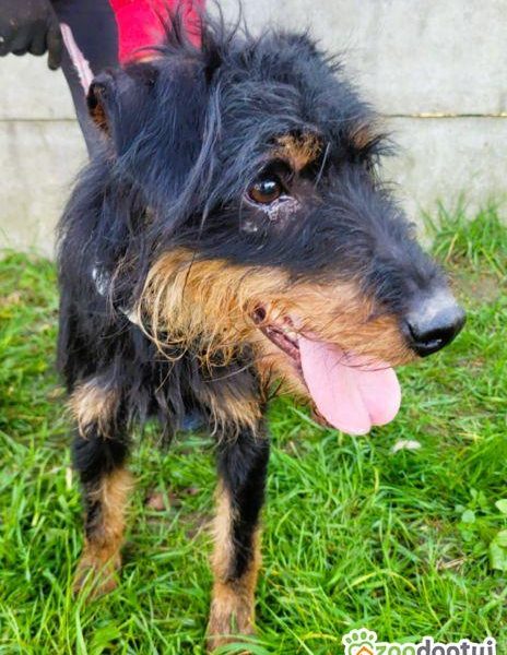 TERI - delikatny psiak w typie terriera za kratami, ADOPTUJ