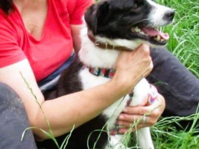 RINO - mały, kochany psiak szuka super domu