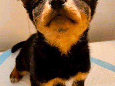 KACPEREK - piękny, mały szczeniak szuka domu