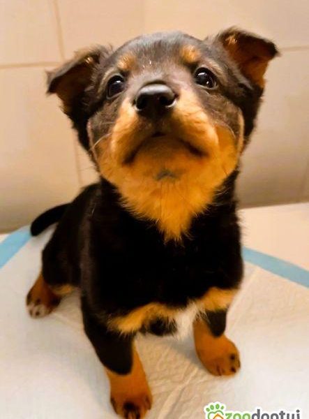 KACPEREK - piękny, mały szczeniak szuka domu