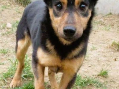 BAMBO - uratowany z gospodarstwa szuka dobrego domu