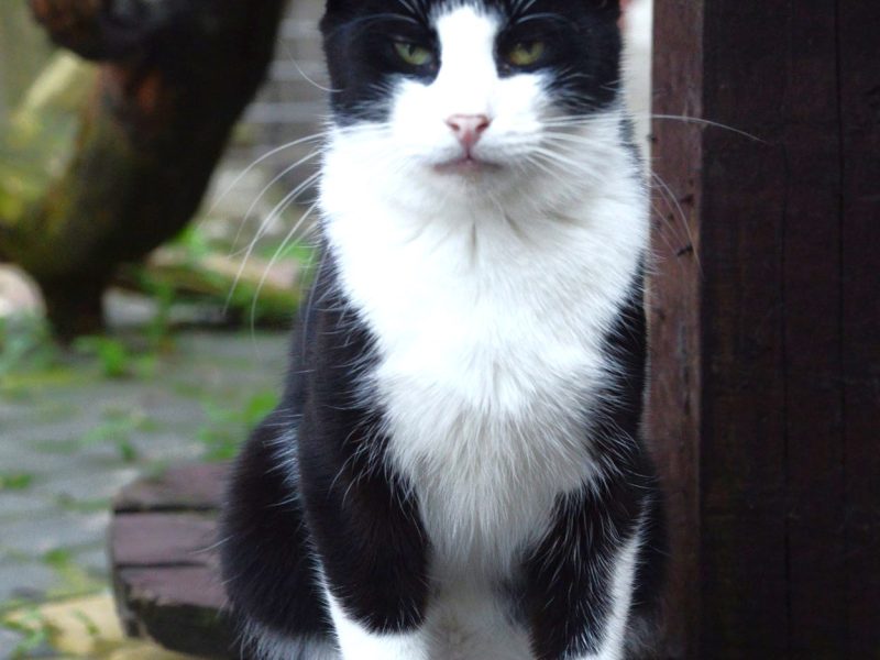 Dany - domowy, wychowany, wesoły kotek!