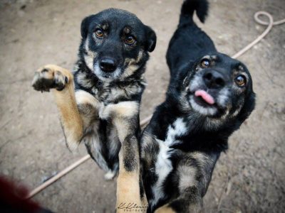 Megi i Pegi, cudowne siostry BŁAGAJĄ o dom!