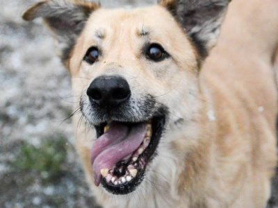 Dex - kochany, wierny pies szuka domu!