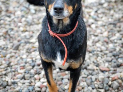 Puszek - psi anioł do pokochania!