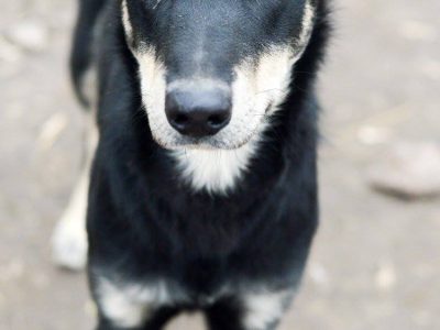 Pixel - wesoły, łagodny psiak szuka domu!