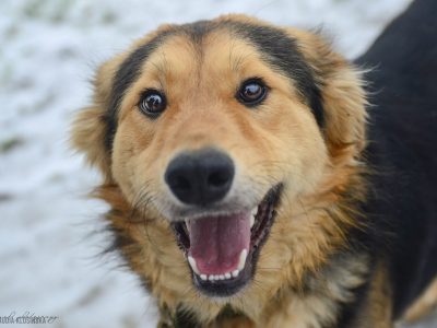 Dukat - bez szans na dom? Pokochaj go!