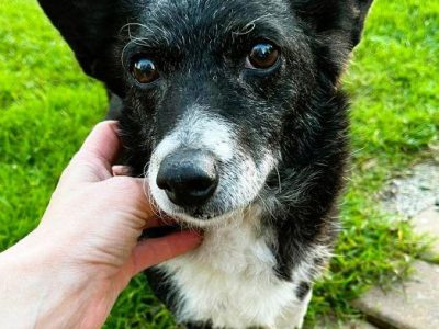 KULKA - kochana, mała sunia szuka pilnie domu