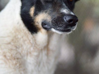 Cola - fantastyczna suczka szuka domu!