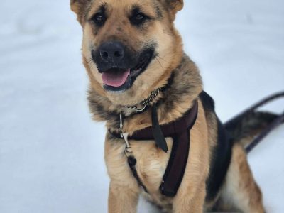 Mona - młoda, wesoła suczka owczarek mix