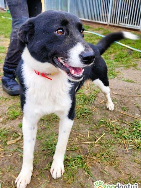 OLAF - cudowny, piękny psiak szuka domu