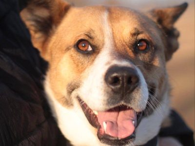 Zjawiskowa suczka BEJBI szuka domu!