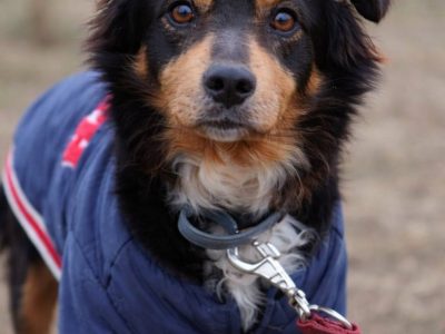 Młody nieduży psiak Mikuś