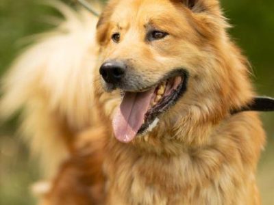 CYNAMON - piękny psiak szuka najlepszego domu