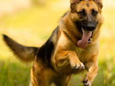 GANA - piękna sunia w typie owczarka szuka domu