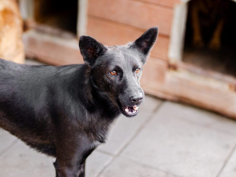 Bączek - kochany czarny wilczek szuka domu!