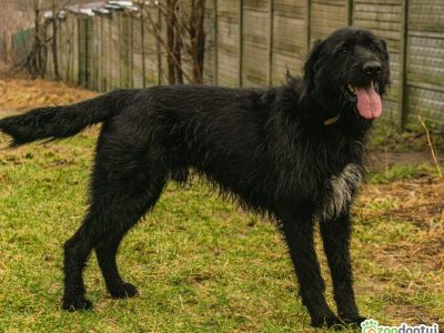 FADO - piękny psiak w typie wyżła szuka domu