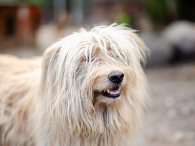 Nieoszlifowany diament - Frędzel szuka domu!