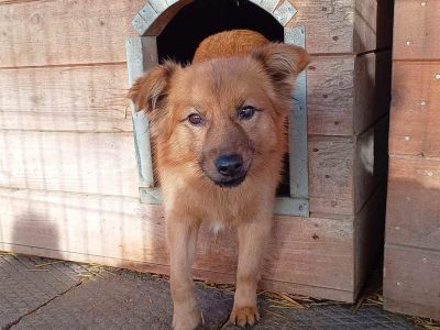 Fauna - nieduża, delikatna sunia szuka domu!