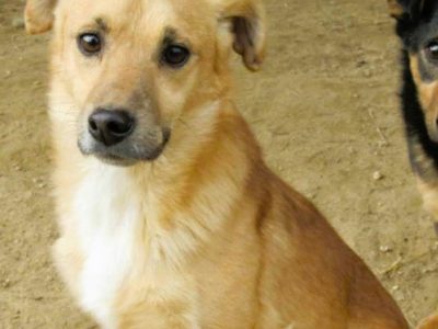 SONIK - niewielki psiak za kratami schroniska, adoptuj!