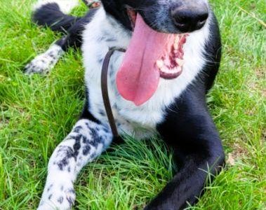 FELIKS - super psiak w typie border collie do adopcji