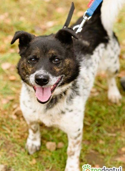 FELUŚ - nieduży, zapomniany psiak szuka domu