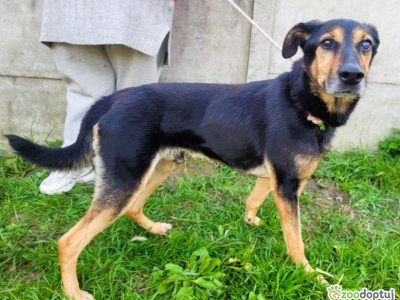 EGON - biedny, porzucony psiak szuka super domu