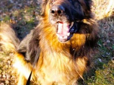 RAMBO - piękny, owczarek długowłosy szuka domu