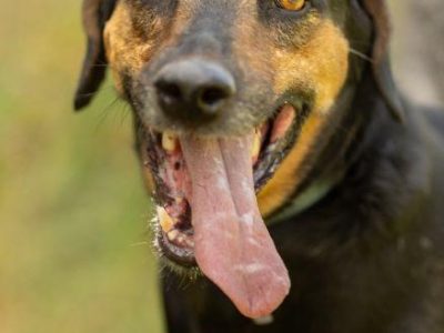 NADIR - piękny psiak w typie gończego do adopcji