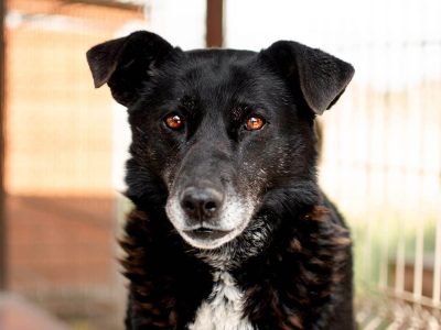 Sonia - spokojna, delikatna sunia szuka domu!