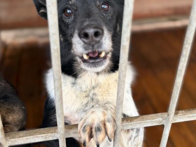 Łatek - zakochany w człowieku, pokochasz go?