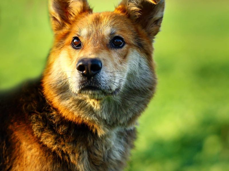 Fido - spokojny, kochany psiak szuka domu!