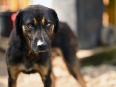 Orzysz - wspaniały, niekonfliktowy pies szuka domu!